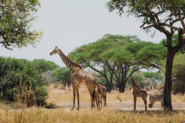 Giraffes at Tarangire National Park